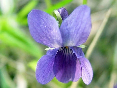 viola odorata (zinc)